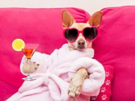 How to beware of a Chihuahua