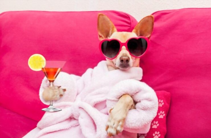 How to beware of a Chihuahua