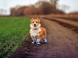How walking helps your dog keep match & longer time period ?