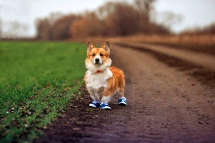 How walking helps your dog keep match & longer time period ?