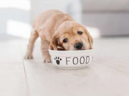 The Importance of pet food Nutrition