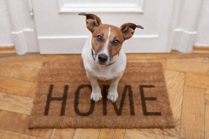 special dog What-makes-dogs-so-special-and-successful?