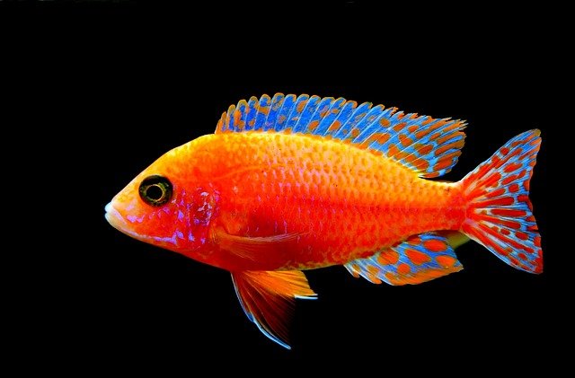some-tips-on-installing-a-new-aquarium