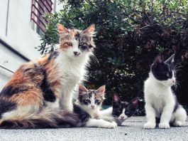 advice-on-caring-for-your-cat